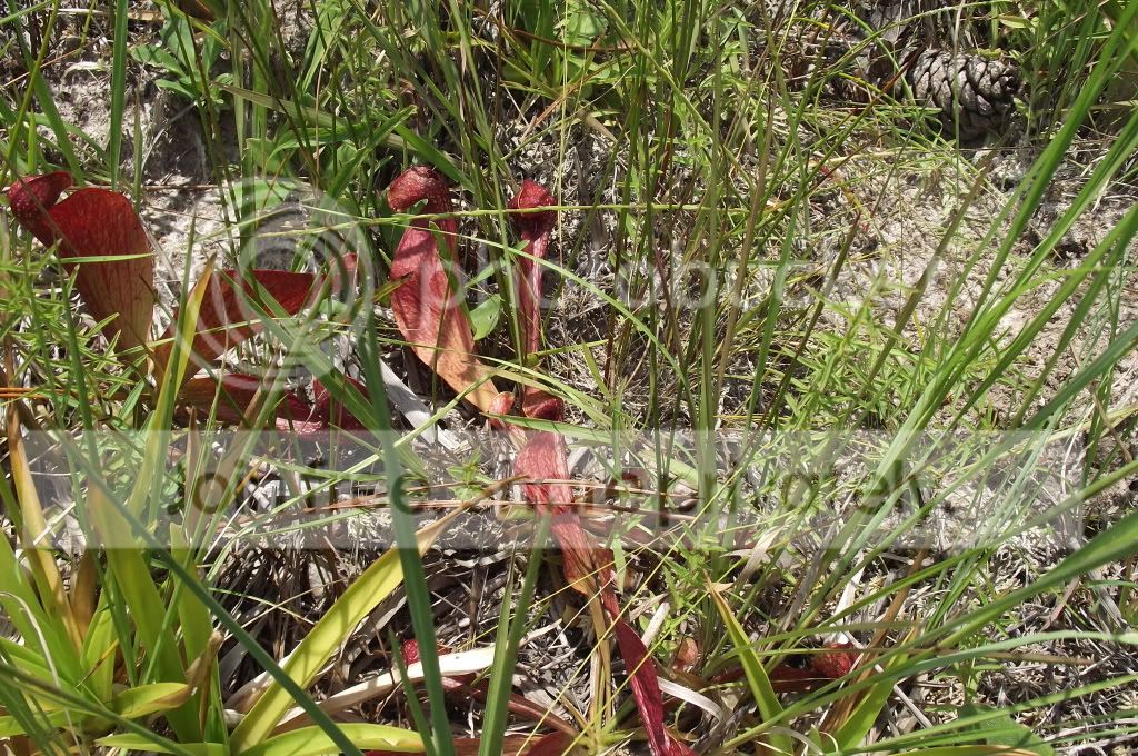 DSCF8435.jpg