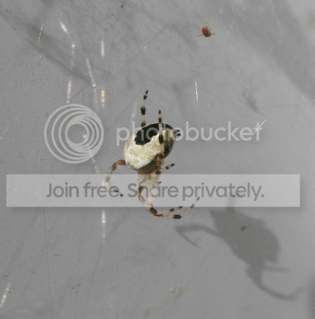 IMG_2689-spider.jpg