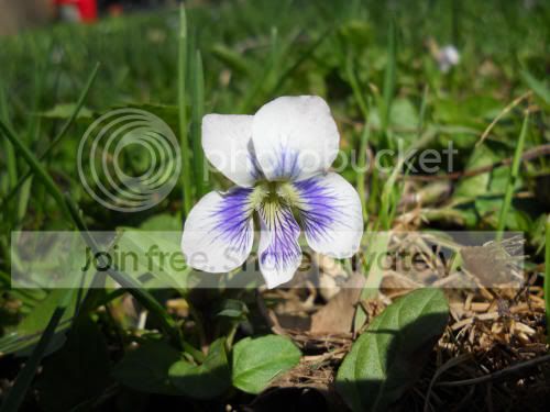 violet01_5-5-11.jpg