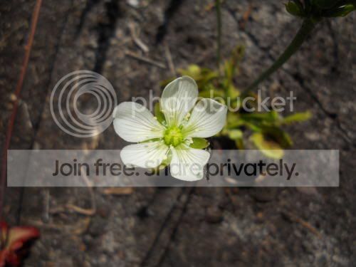 VFT-B52_flower_7-13-11.jpg