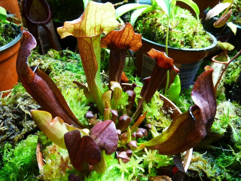 flowerstalkvft12102012060_zps7b4bb000.jpg