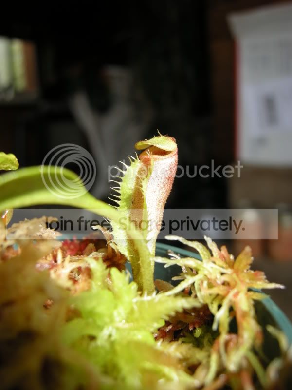 DSCN6366.jpg