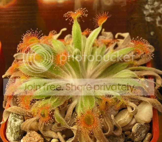 ordensis.jpg