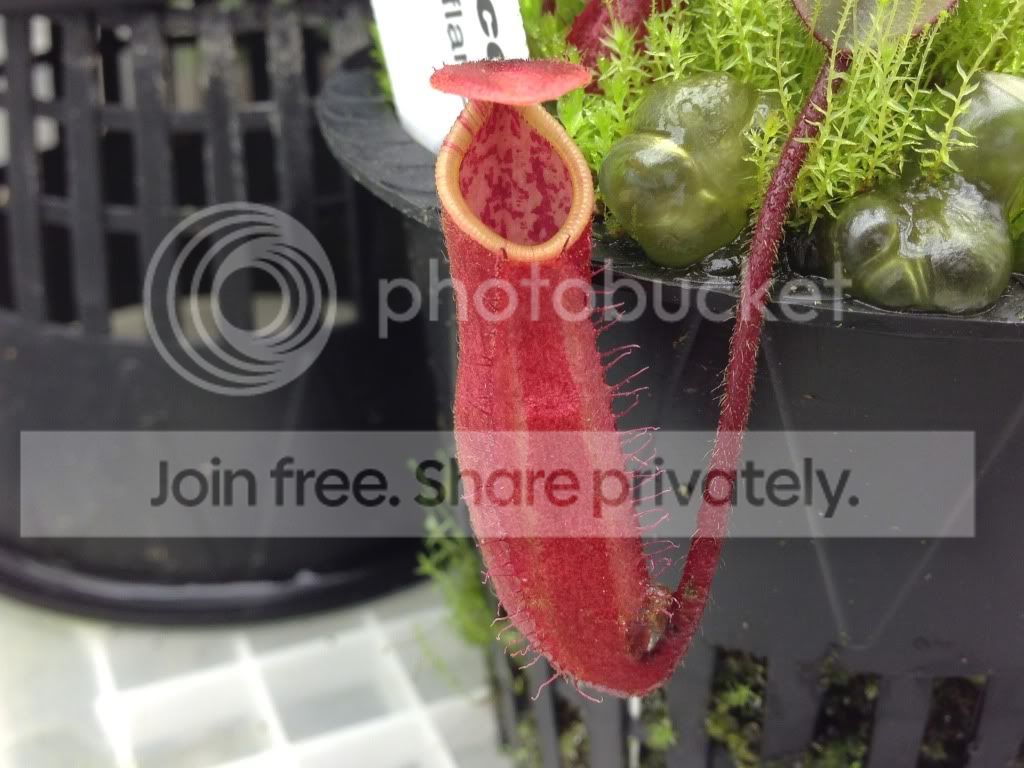 image_zpsf8b39a4d.jpg