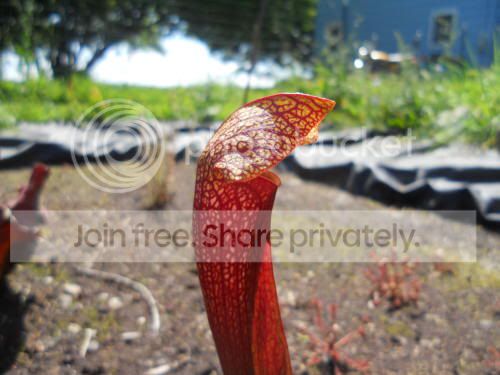 SxDixielace_7-13-11.jpg
