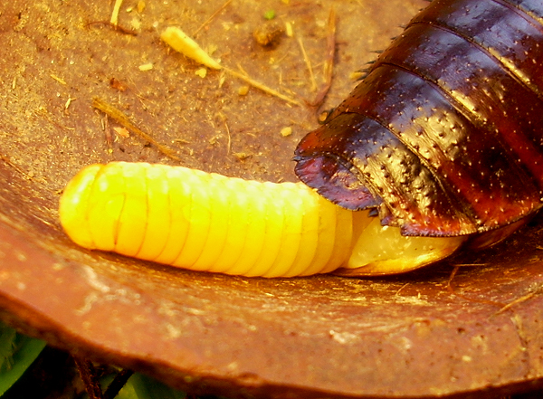 roach2.jpg