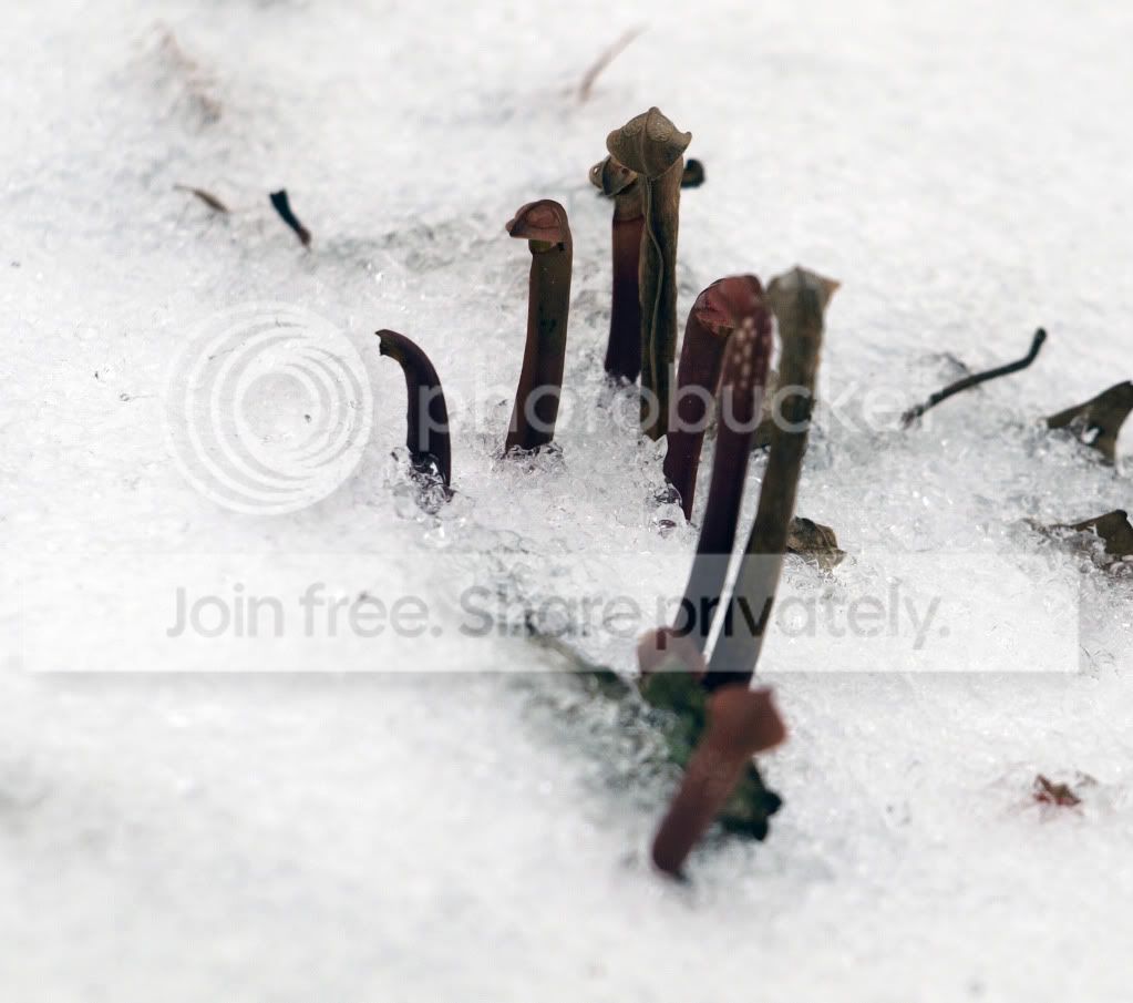 minor_crosses.jpg