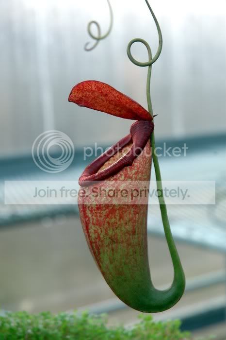 2010-11-11_Nepenthes-246.jpg