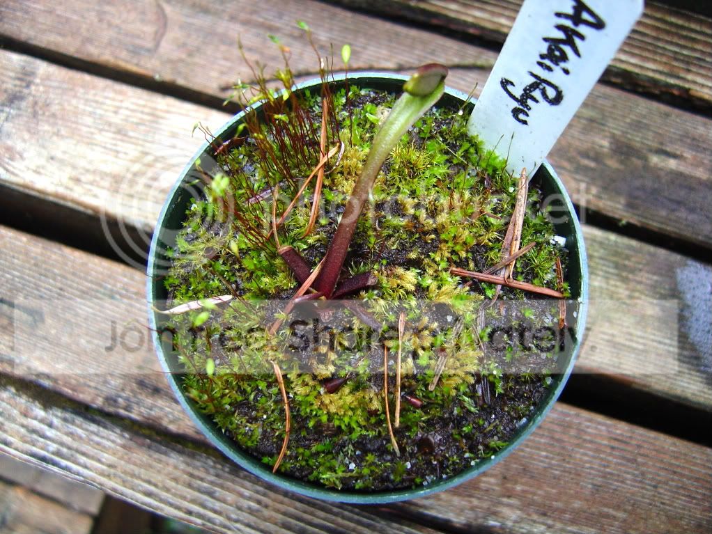 Endofdormancy008.jpg