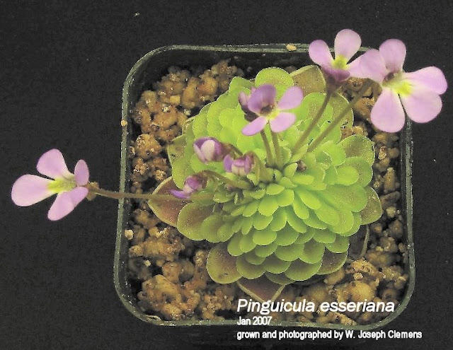 P_esseriana_crestate.jpg