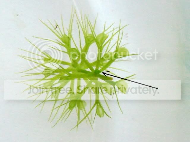 aldrovanda_cutting2.jpg