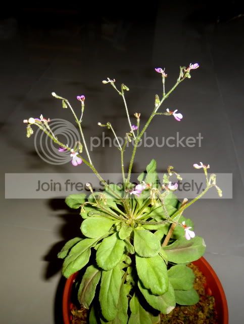 Stylidium_semipartitum_flowering_plant.jpg