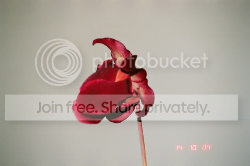 01730008.jpg