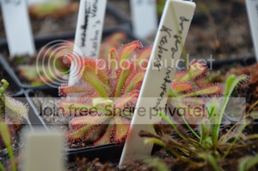 sundews013.jpg