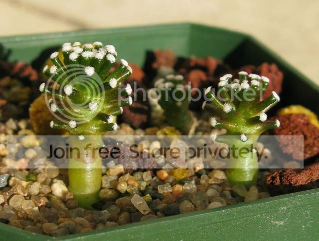 IMG_0046-3Mluethyiseedlings.jpg