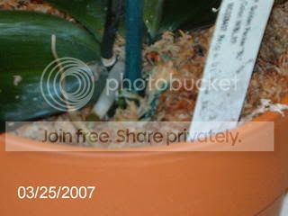 harlequinphalaenopsis007.jpg