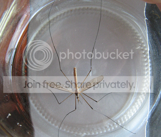 mayflything1.png