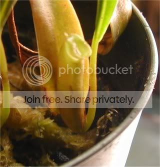 ventricosa2.jpg