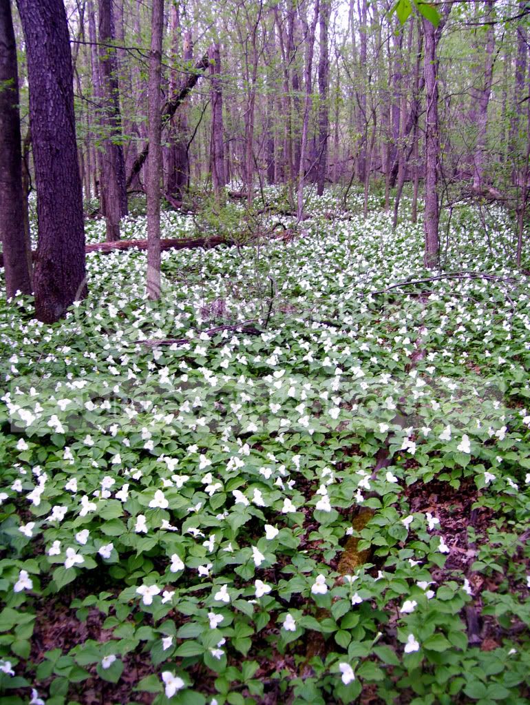 100_8296.jpg