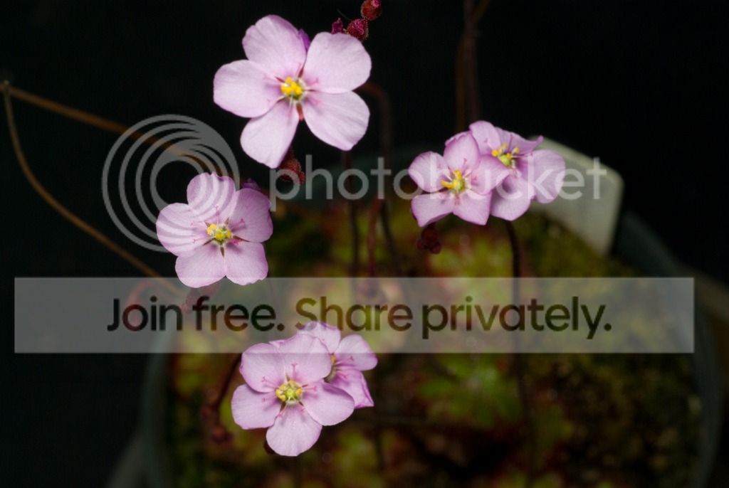 IMGP1133_zpsads5mgy8.jpg