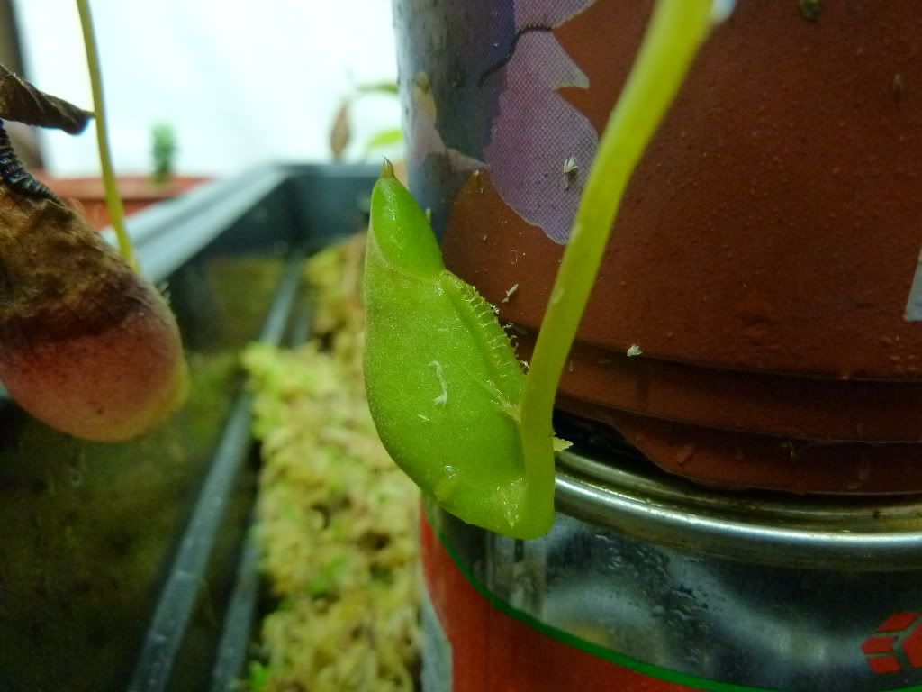 plantsjan142012015.jpg