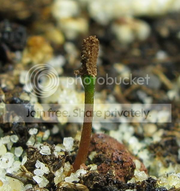 IMG_1499-Roridula-gorgonias-seedling.jpg