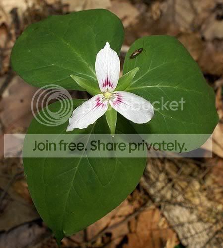 Picture-7328flower.jpg