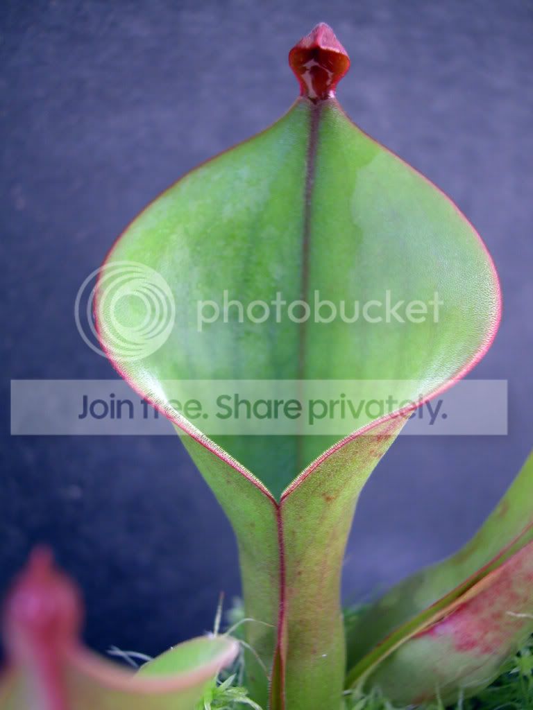 H-nutans-pitcher.jpg