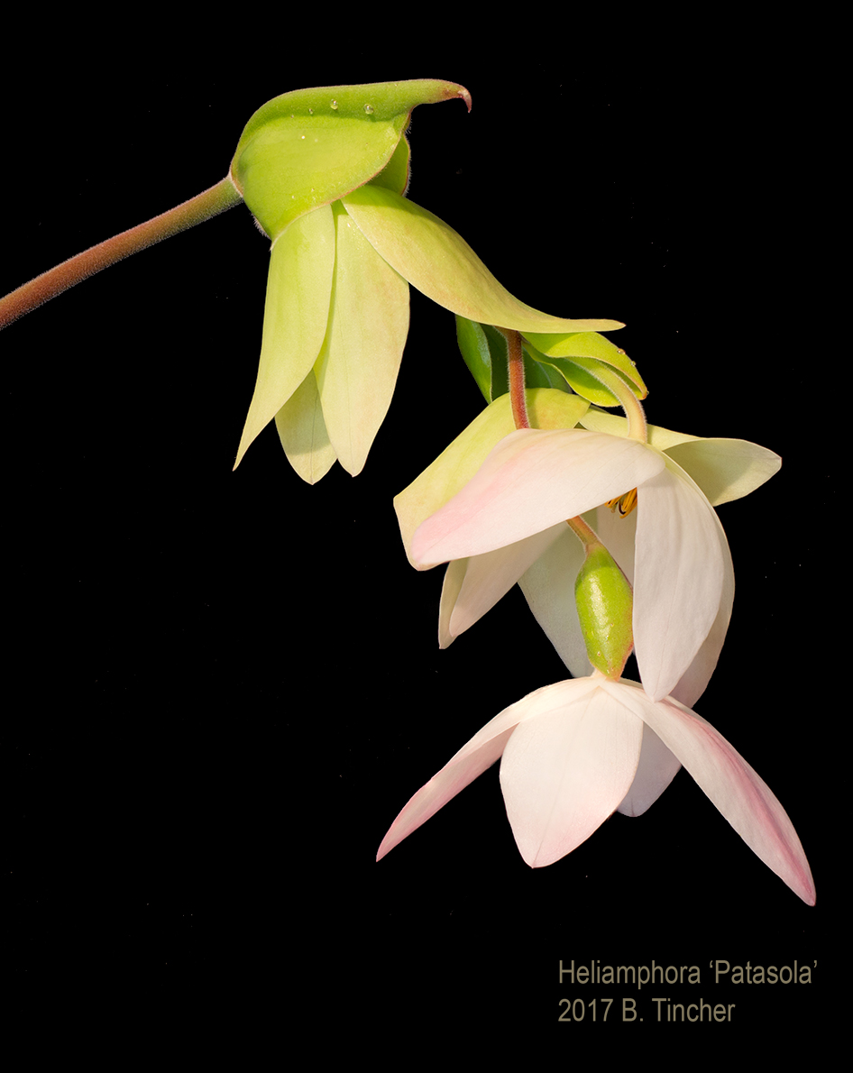 flowers.jpg