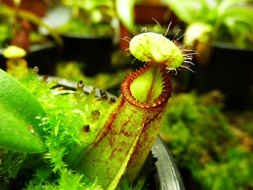 flowerstalkvft12102012066_zpsb05b5b82.jpg