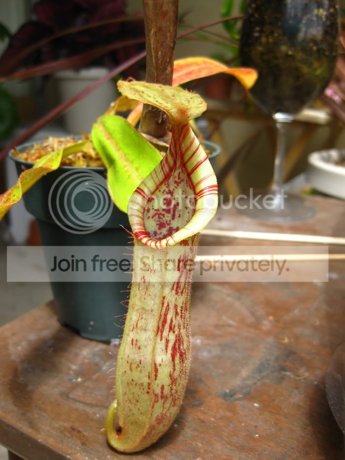 dyeriana3.jpg