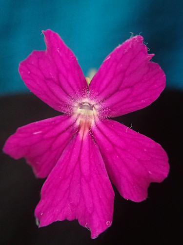 31118532795_da3734d08e.jpg