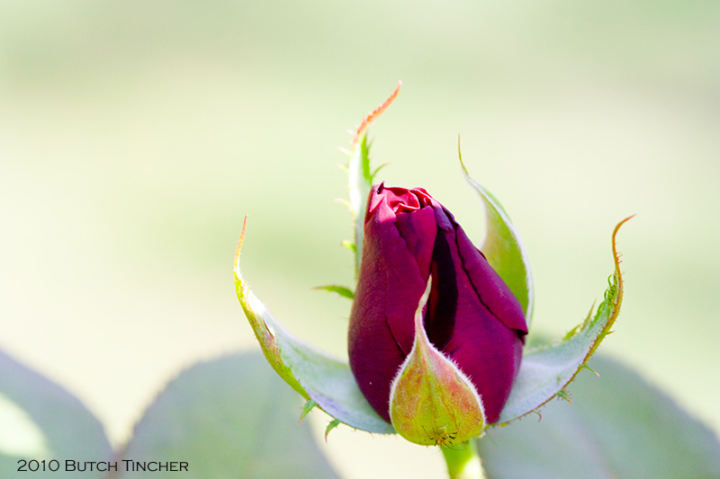 rose2.jpg