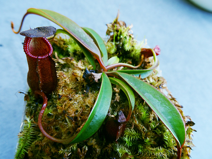 nepenthes-densiflora.jpg