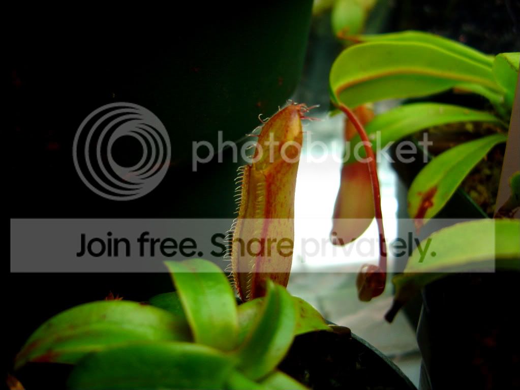 CPupdatesmostlyneps3-11-09004.jpg