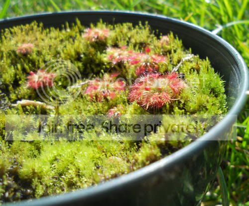 Dallantostigma02_10-5-11.jpg