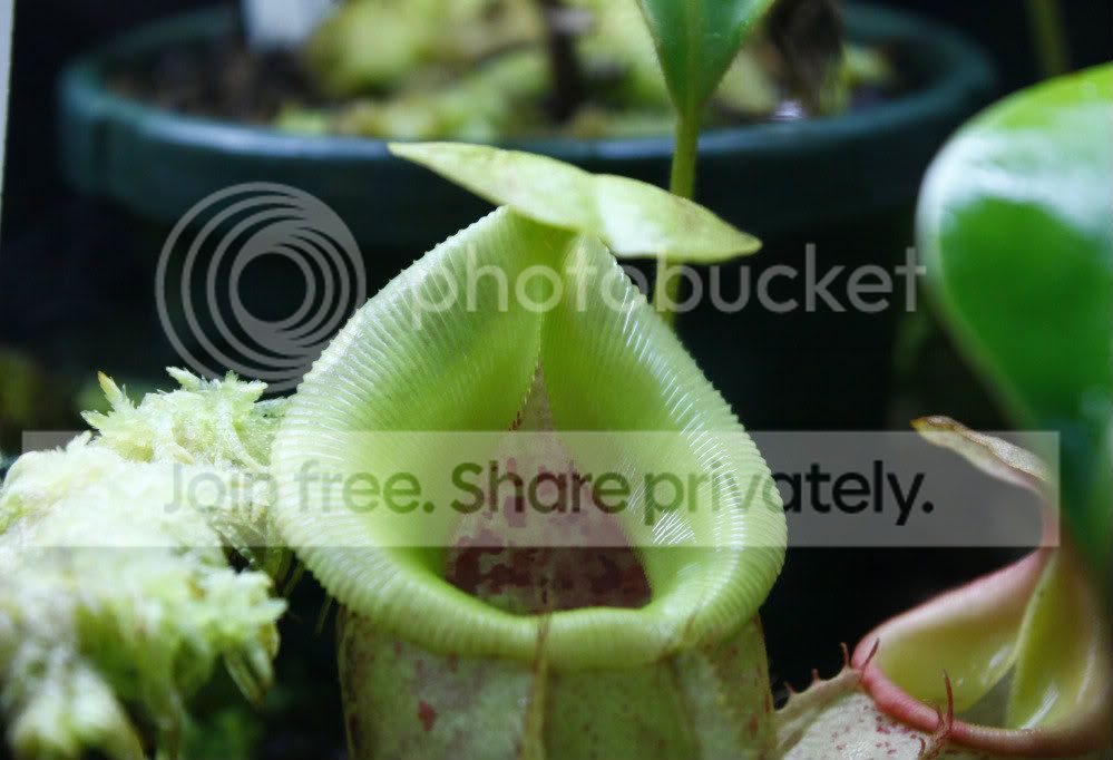 _MG_4365.jpg