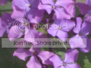 Spring2009023.jpg