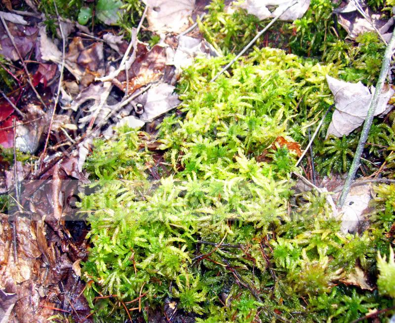 100_3295.jpg