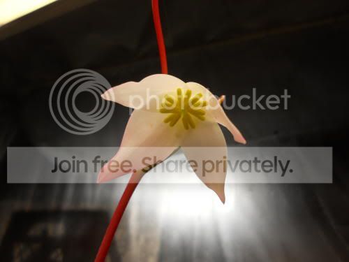 heliflower02_12-20-11.jpg