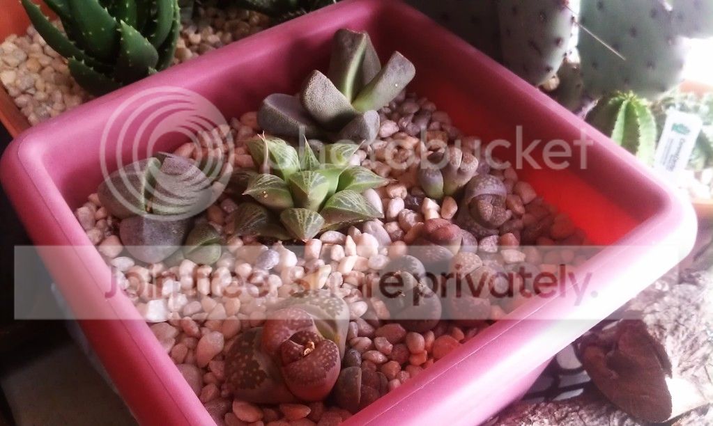 IMAG0401_zps4d38e95e.jpg