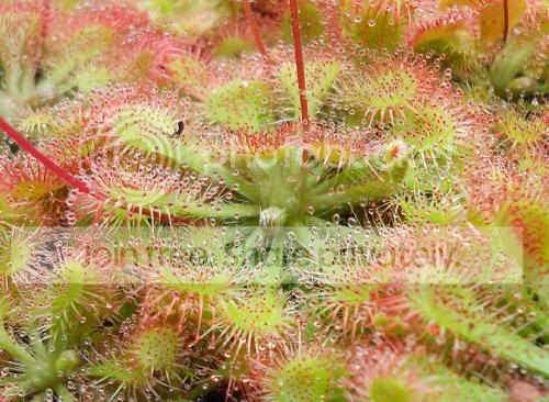 Dspathulata_2-16-11.jpg
