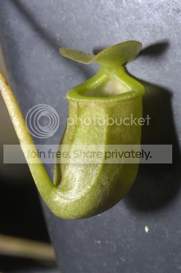 Sibuyanensis.jpg
