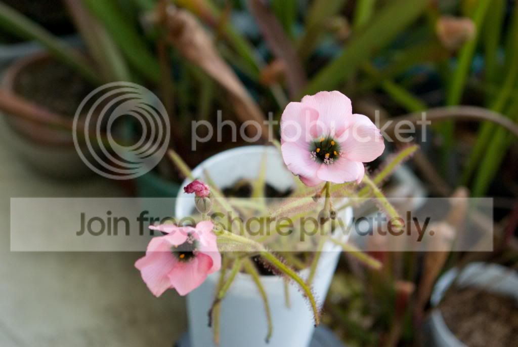 IMGP7154_zps6581af85.jpg