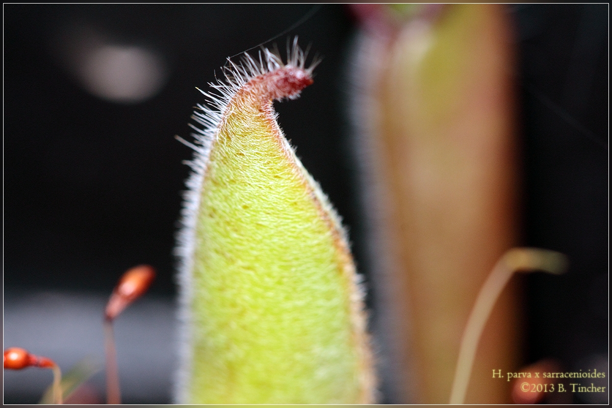 IMG_0004_hf.jpg