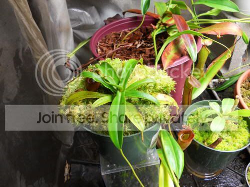 Njacq_5-27-11.jpg