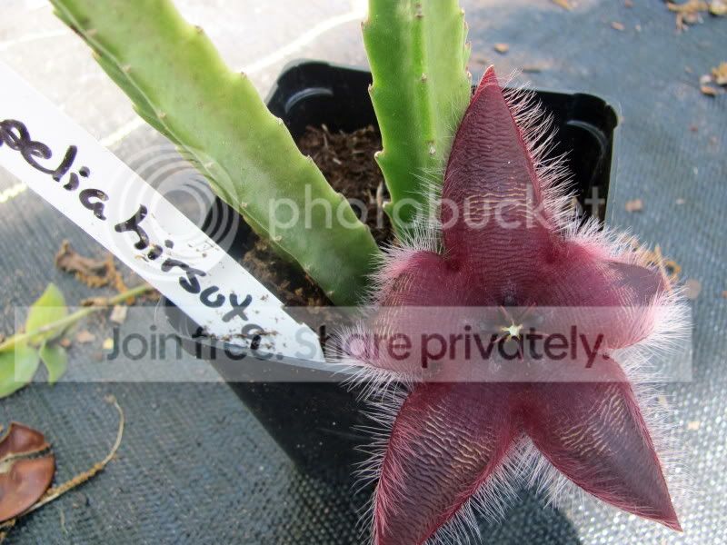 stapeliahirsuta.jpg