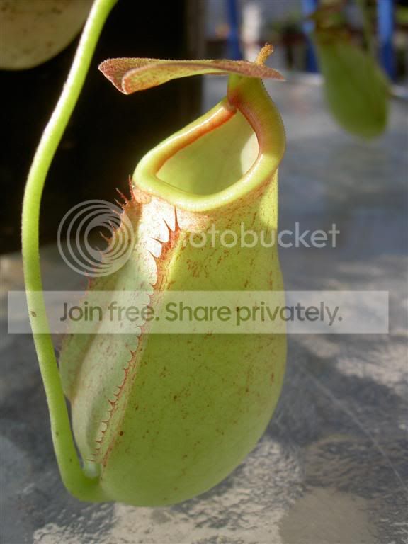 Nepenthesmirabilisxbicalcarata06080.jpg