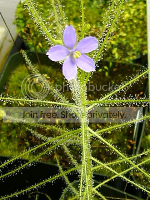 liniflora.jpg