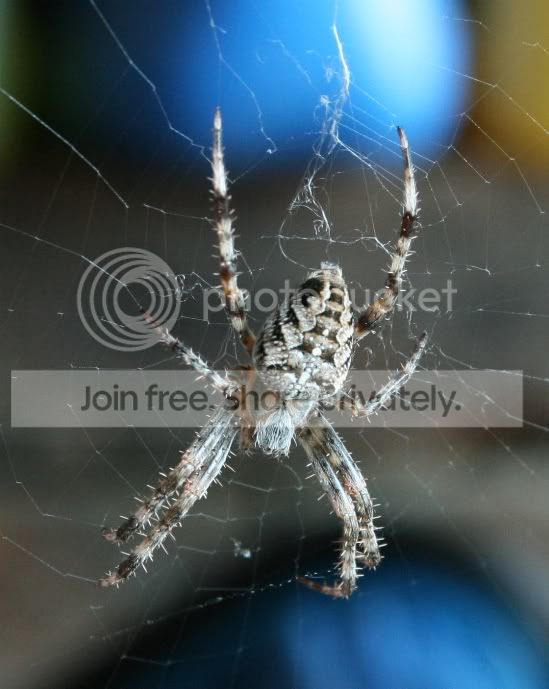 spider1.jpg